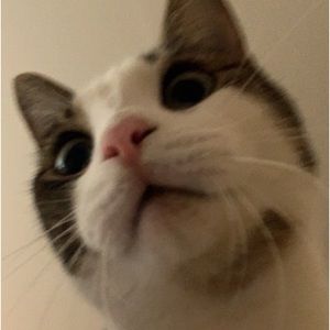 Meet your Posher, Rin